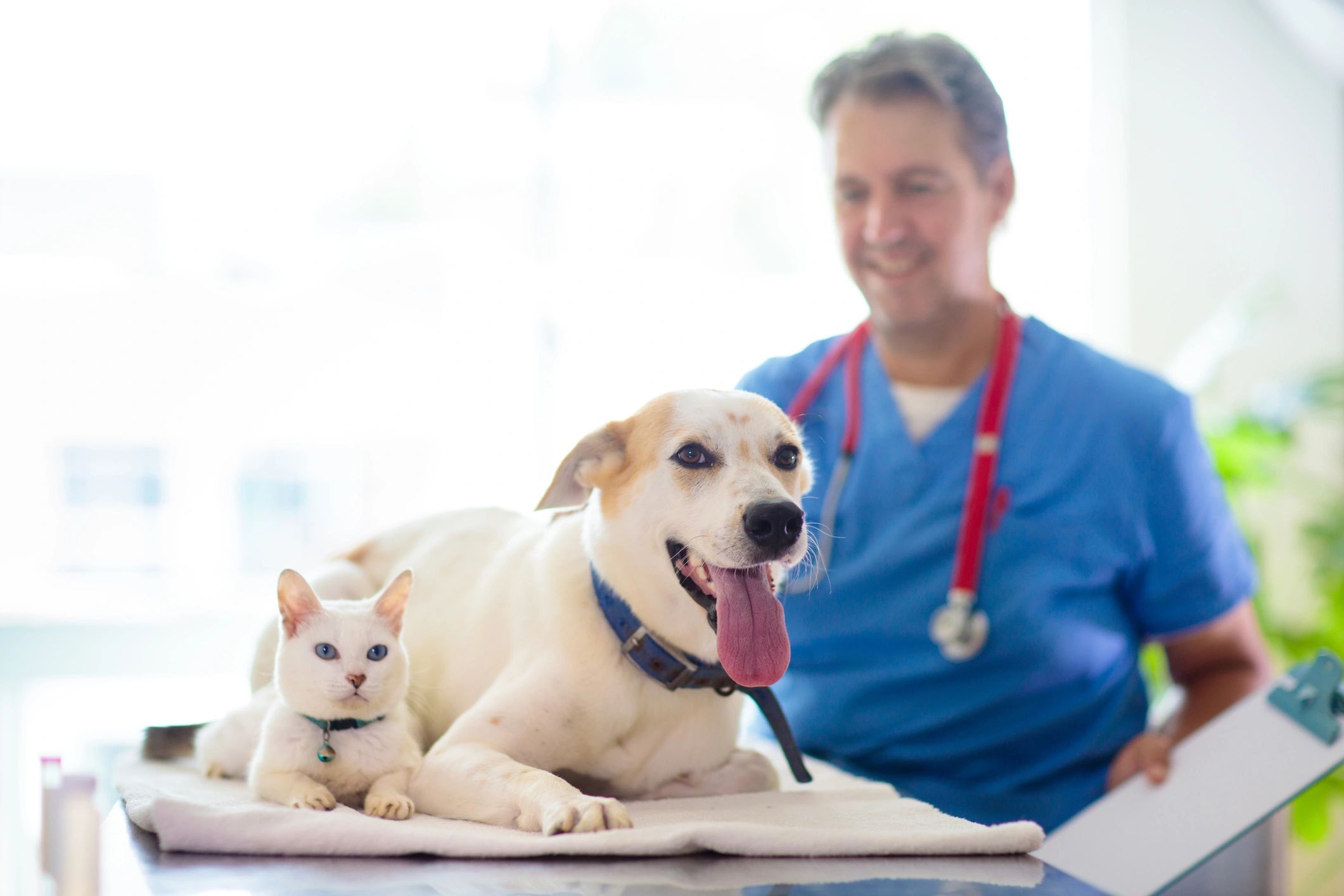 veterinary clinic hero dog cat