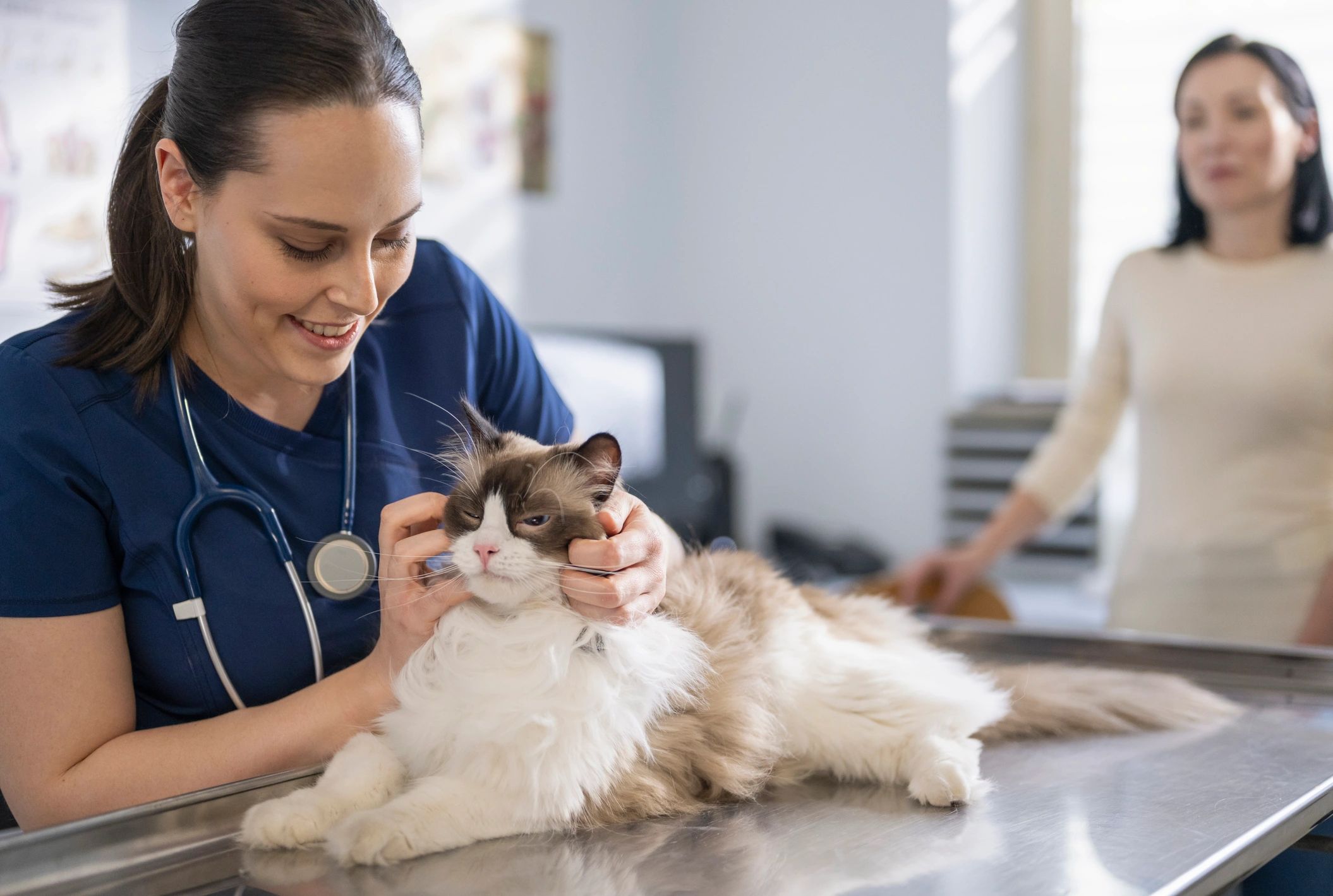 pet vaccination