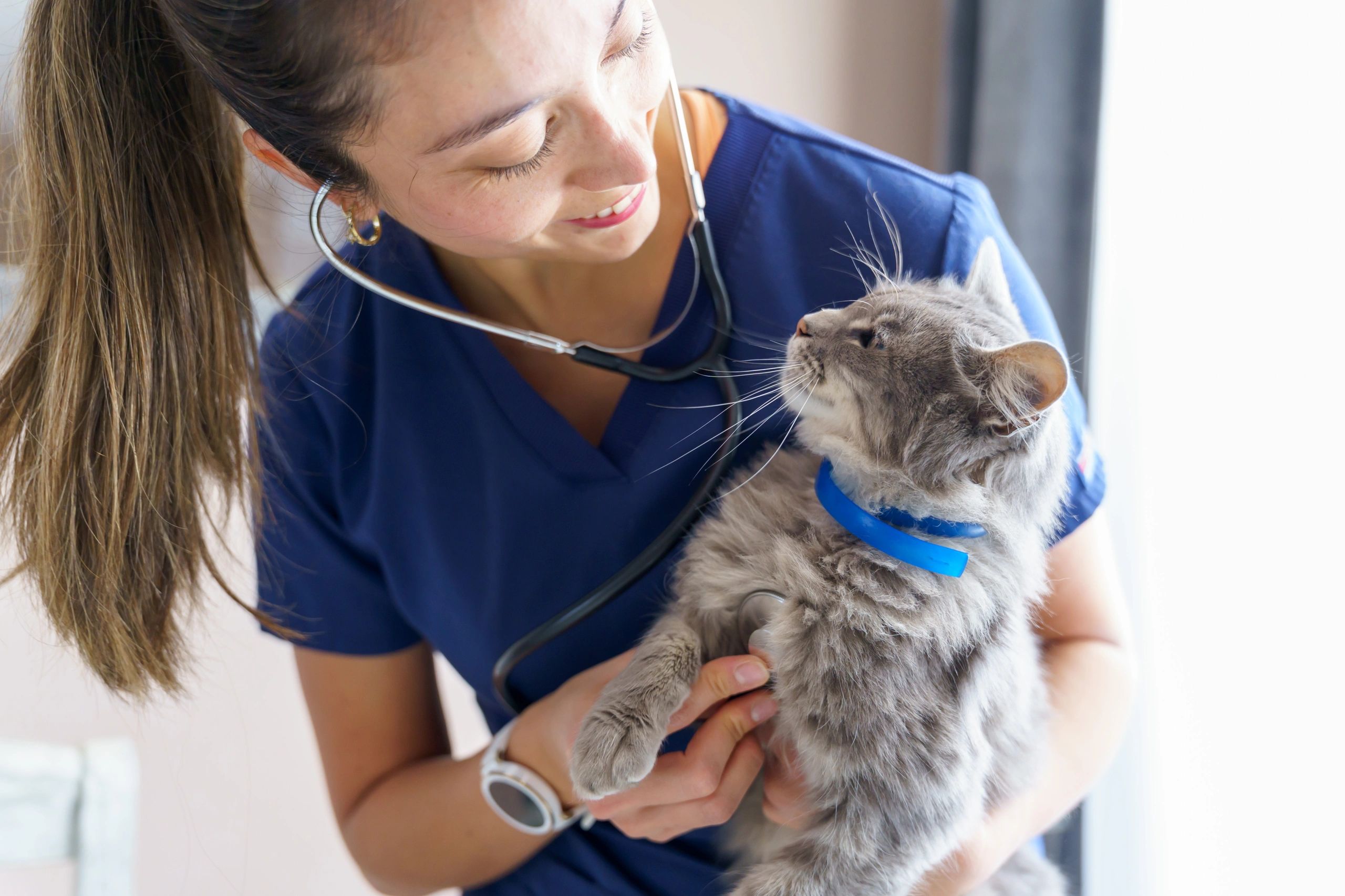 pet wellness exam