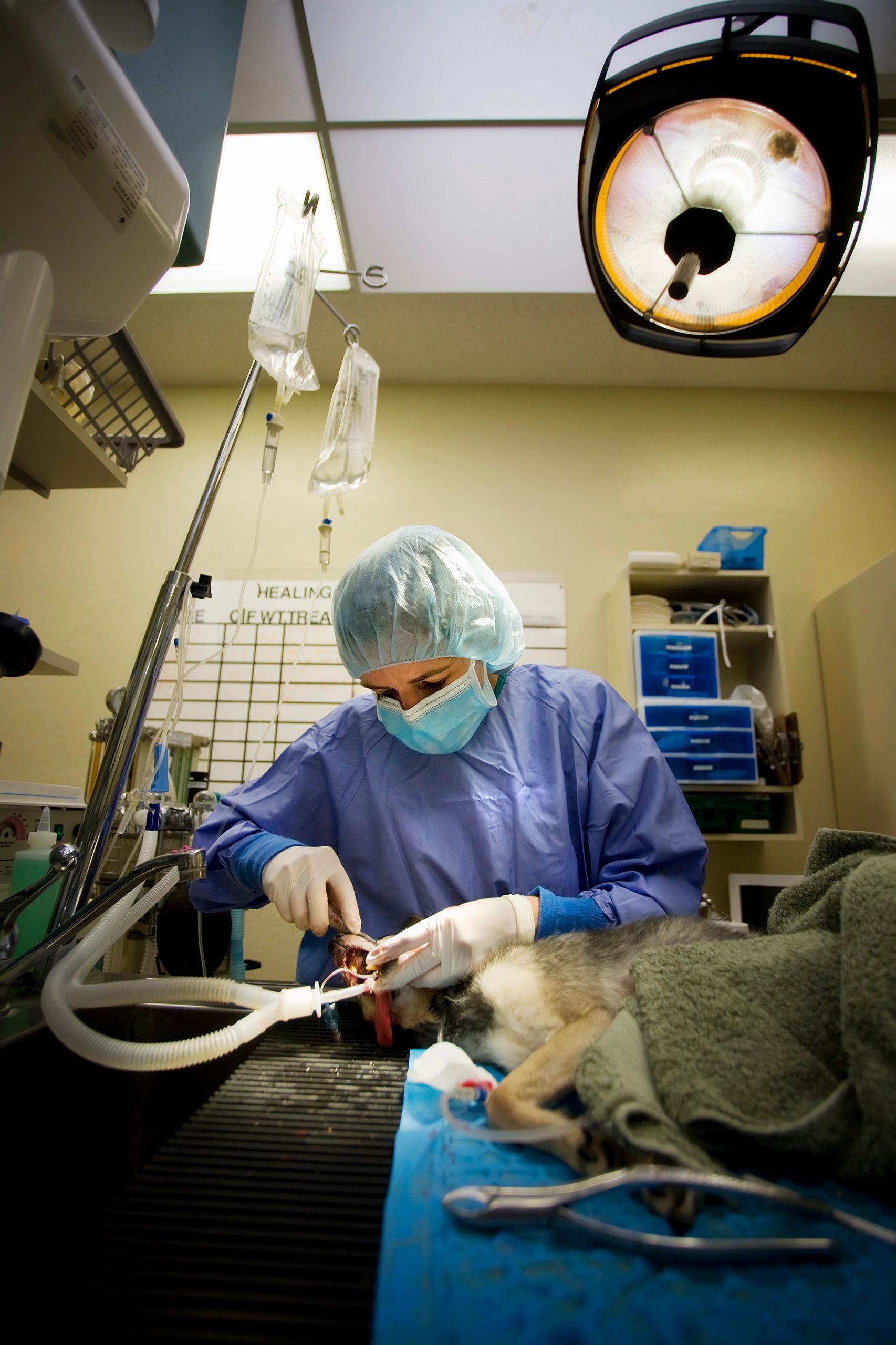 pet surgery